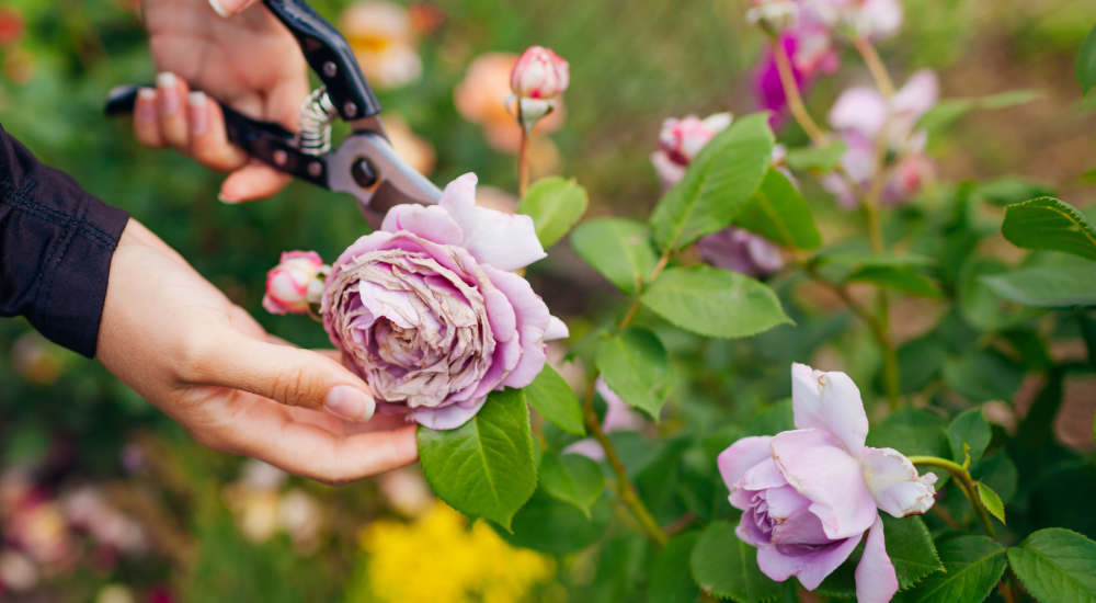 Salisbury Greenhouse-Sherwood Park-Alberta-Planning Your Autumn Garden Now-Deadheading Flower