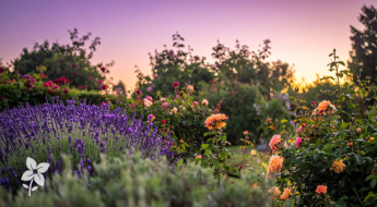 Salisbury Greenhouse-Sherwood Park-Alberta-Planning Your Autumn Garden Now-Hero