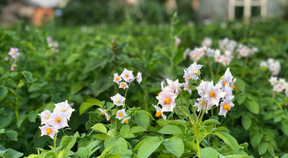 Salisbury Greenhouse-Sherwood Park-Alberta-Potatoes In Progress-What to do Mid-Season-Flowering Potatoes