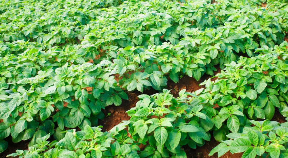 Salisbury Greenhouse-Sherwood Park-Alberta-Potatoes In Progress-What to do Mid-Season-Healthy Potatoes