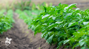 Salisbury Greenhouse-Sherwood Park-Alberta-Potatoes In Progress-What to do Mid-Season-Hero