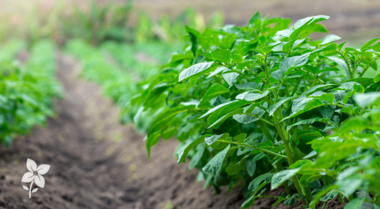 Salisbury Greenhouse-Sherwood Park-Alberta-Potatoes In Progress-What to do Mid-Season-Hero