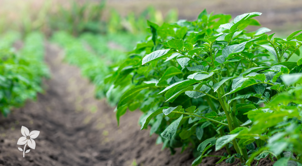 Salisbury Greenhouse-Sherwood Park-Alberta-Potatoes In Progress-What to do Mid-Season-Hero