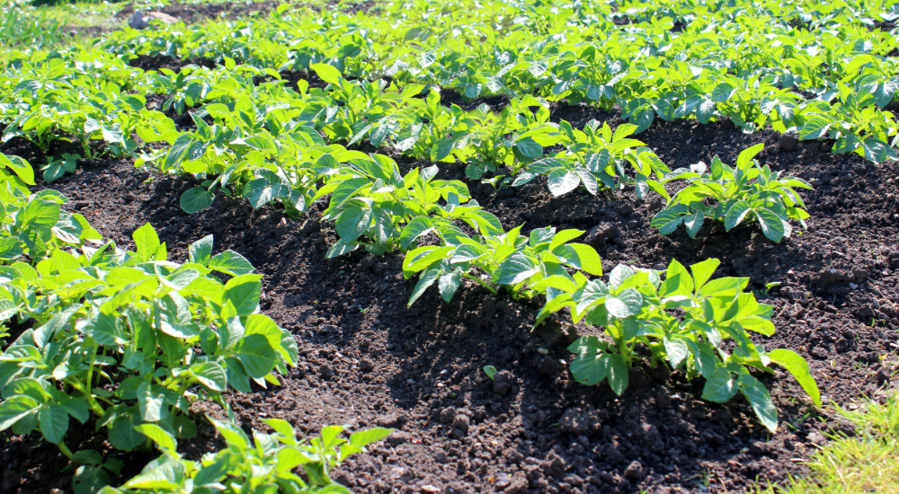 Salisbury Greenhouse-Sherwood Park-Alberta-Potatoes In Progress-What to do Mid-Season-Hilling Potatoes
