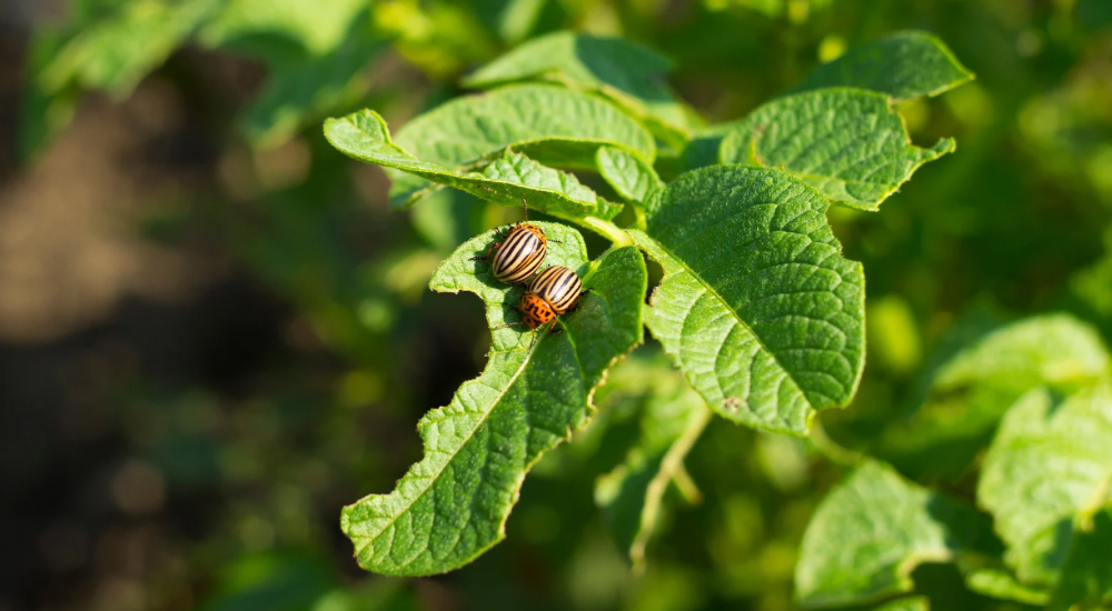 Salisbury Greenhouse-Sherwood Park-Alberta-Potatoes In Progress-What to do Mid-Season-Potato Pests