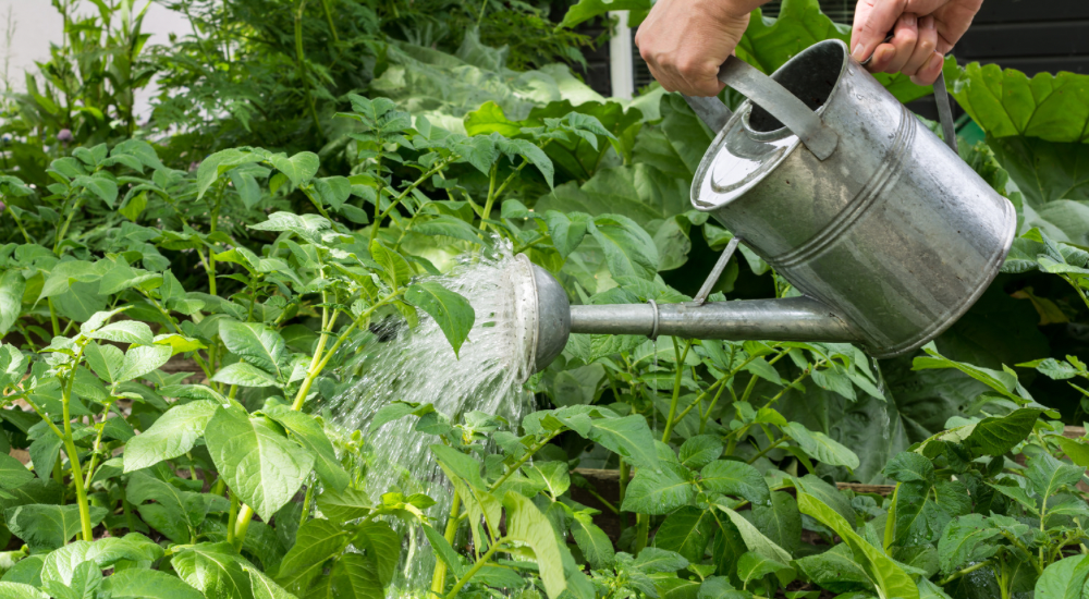 Salisbury Greenhouse-Sherwood Park-Alberta-Potatoes In Progress-What to do Mid-Season-Watering Potatoes
