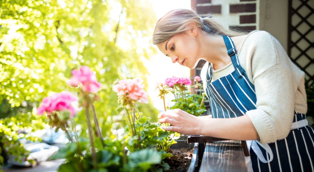 Salisbury Greenhouse-Sherwood Park-Alberta-Preparing Tender Plants for Life Indoors-Checking Plants for Pests