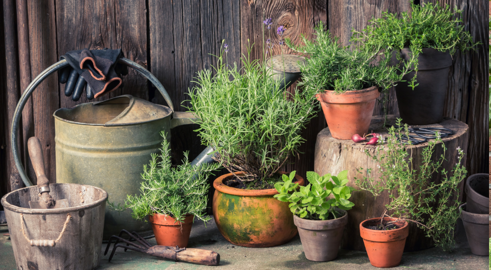 Salisbury Greenhouse-Sherwood Park-Alberta-Preparing Tender Plants for Life Indoors-Herbs