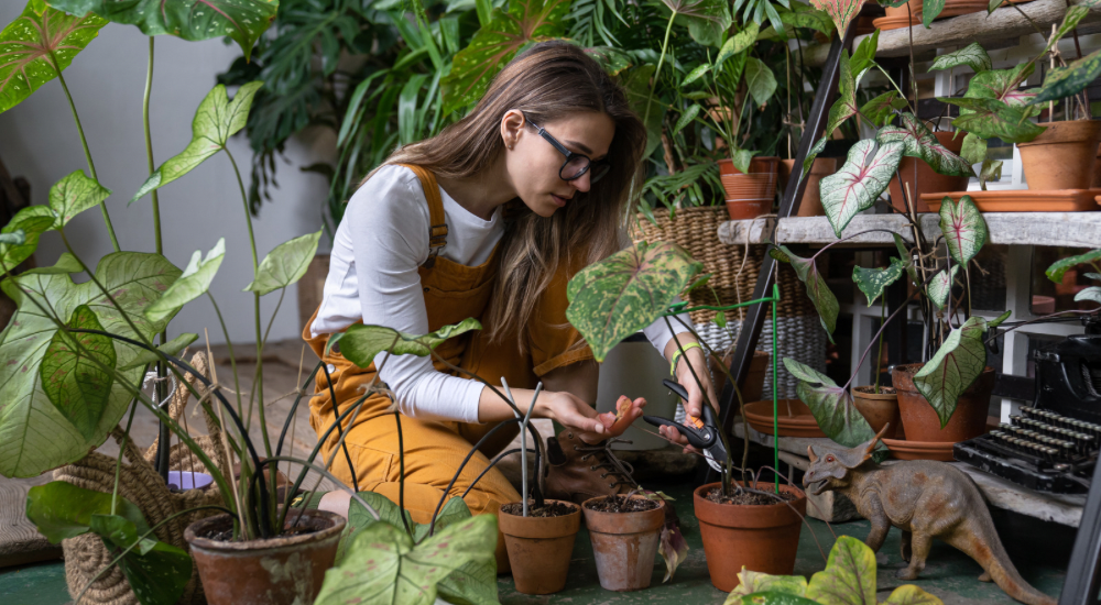 Salisbury Greenhouse-Sherwood Park-Alberta-Preparing Tender Plants for Life Indoors-Pruning Indoor Plants