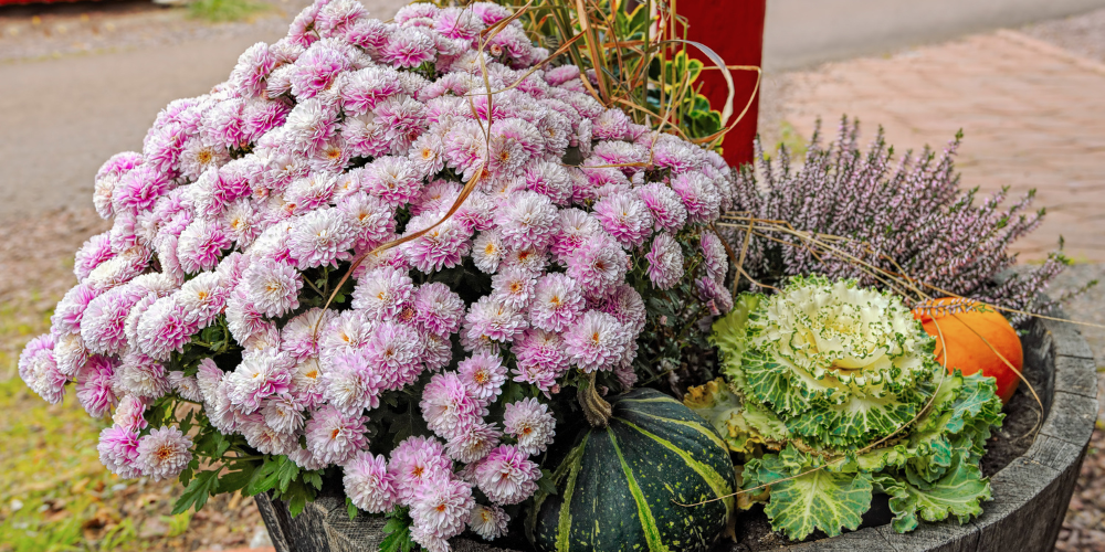 Salisbury Greenhouse-Sherwood Park-Alberta-Preparing Your Garden for Fall-fall display with mums-gourds