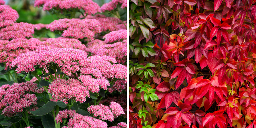 Salisbury Greenhouse-Sherwood Park-Alberta-Preparing Your Garden for Fall-fall perennials sedum-virginia creeper 