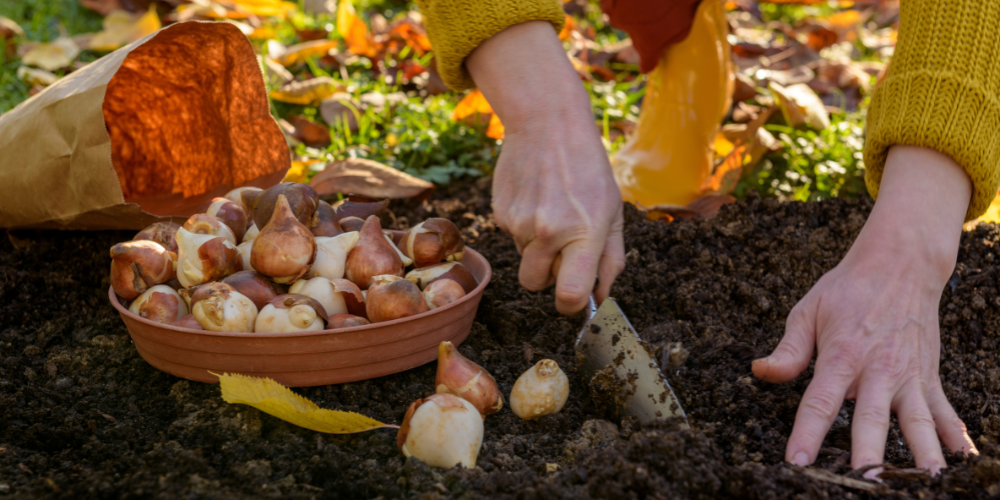 Salisbury Greenhouse-Sherwood Park-Alberta-Preparing Your Garden for Fall-gardener planting bulbs in fall