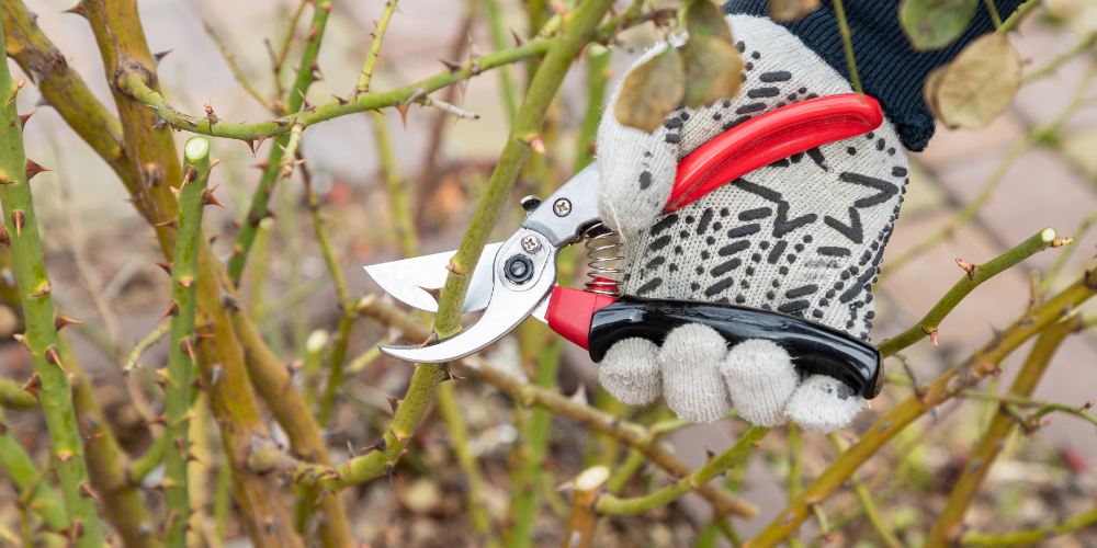 Salisbury Greenhouse-Sherwood Park-Alberta-Preparing Your Garden for Fall-gardener pruning rose bush with shears 