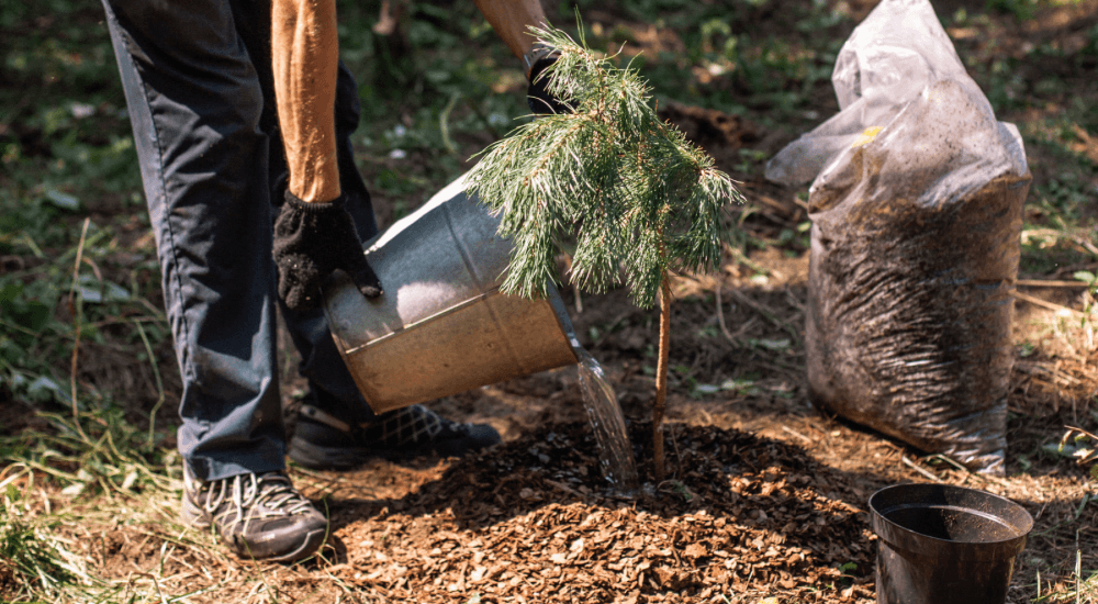 Salisbury Greenhouse Sherwood Park -Alberta Protecting Young Trees and Shrubs Before Winter Building the Right Mulch Ring