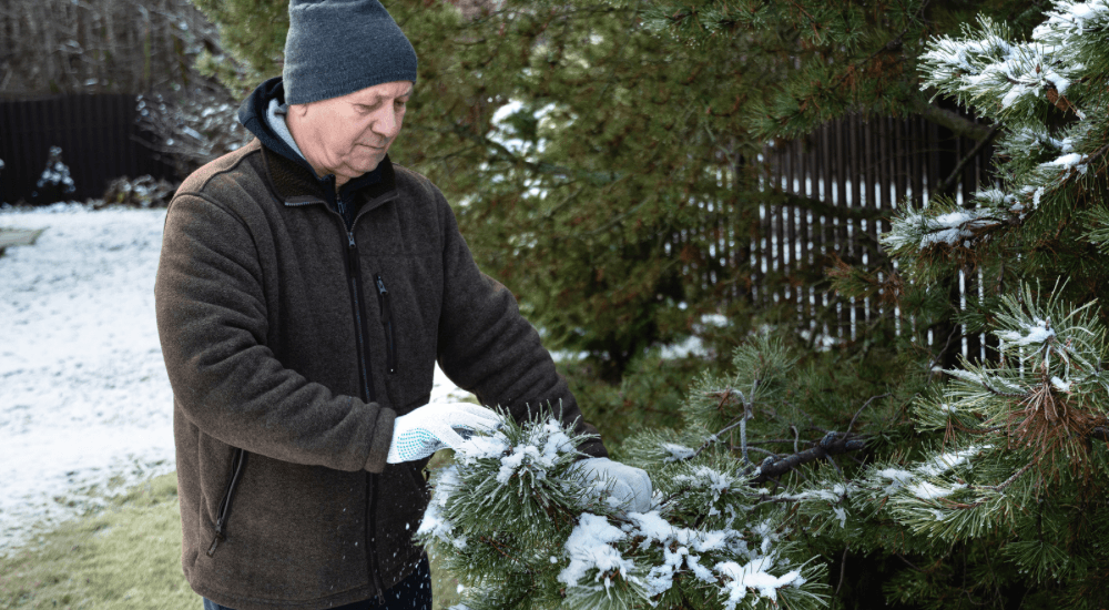 Salisbury Greenhouse Sherwood Park -Alberta Protecting Young Trees and Shrubs Before Winter Protect Against Heavy Snow and Ice