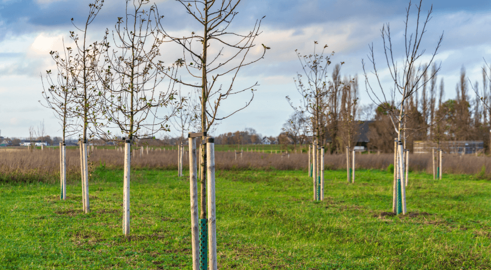 Salisbury Greenhouse Sherwood Park -Alberta Protecting Young Trees and Shrubs Before Winter Protection Against Wildlife and Rodents