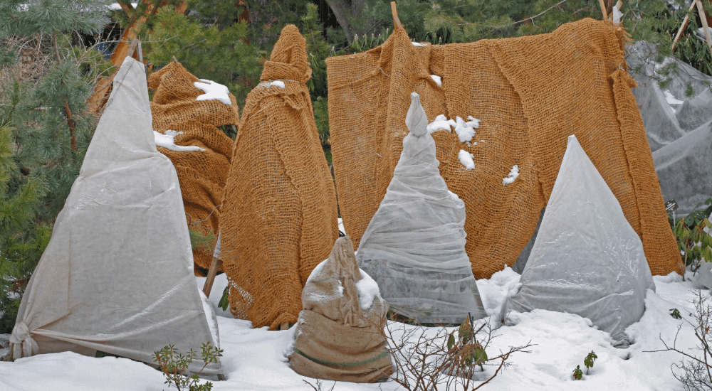 Salisbury Greenhouse Sherwood Park -Alberta Protecting Young Trees and Shrubs Before Winter What Not to Do