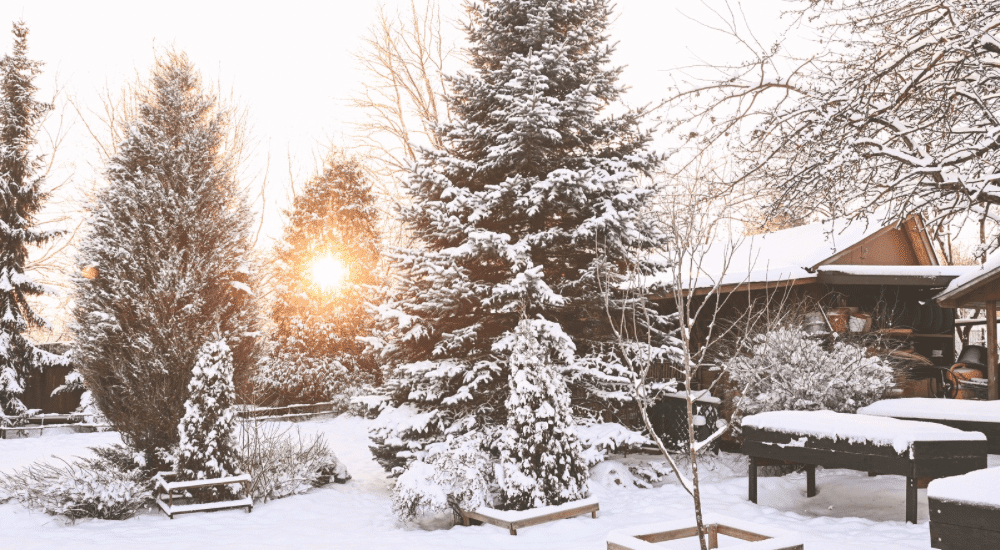 Salisbury Greenhouse Sherwood Park Alberta Rethinking Fall Garden Cleanup Beauty of the Winter Garden