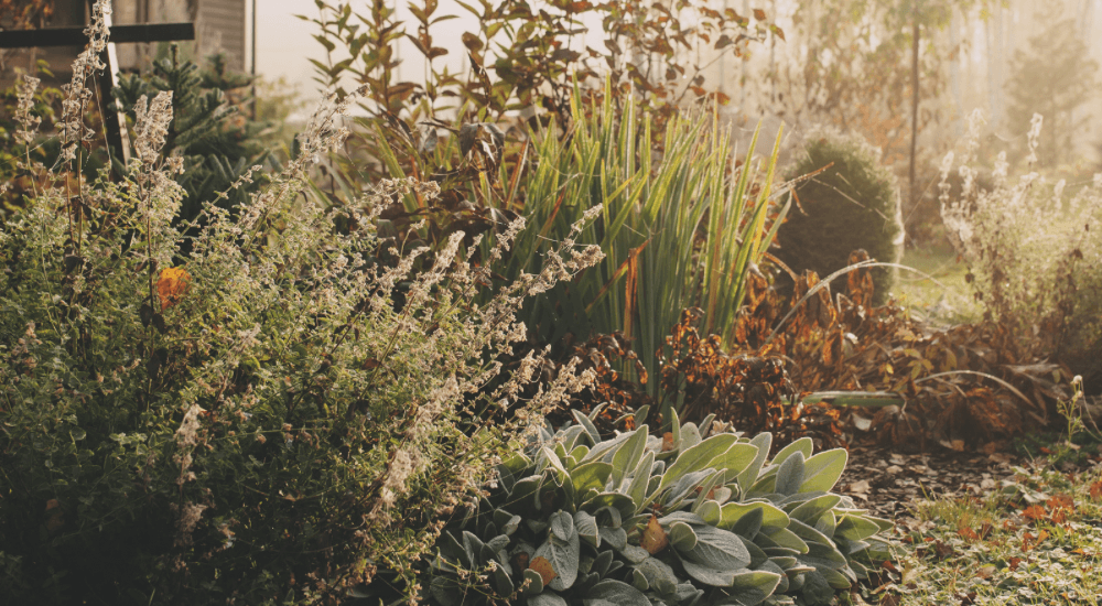 Alberta Rethinking Fall Garden Cleanup - What Can Stay Standing