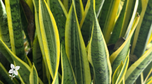 Salisbury Greenhouse-Sherwood Park-Alberta-Snake Plant Spotlight