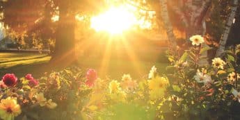 Salisbury Greenhouse-Sherwood Park-Alberta-Sunlight in garden
