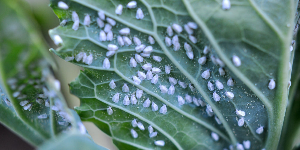 adult whitefly on leaf