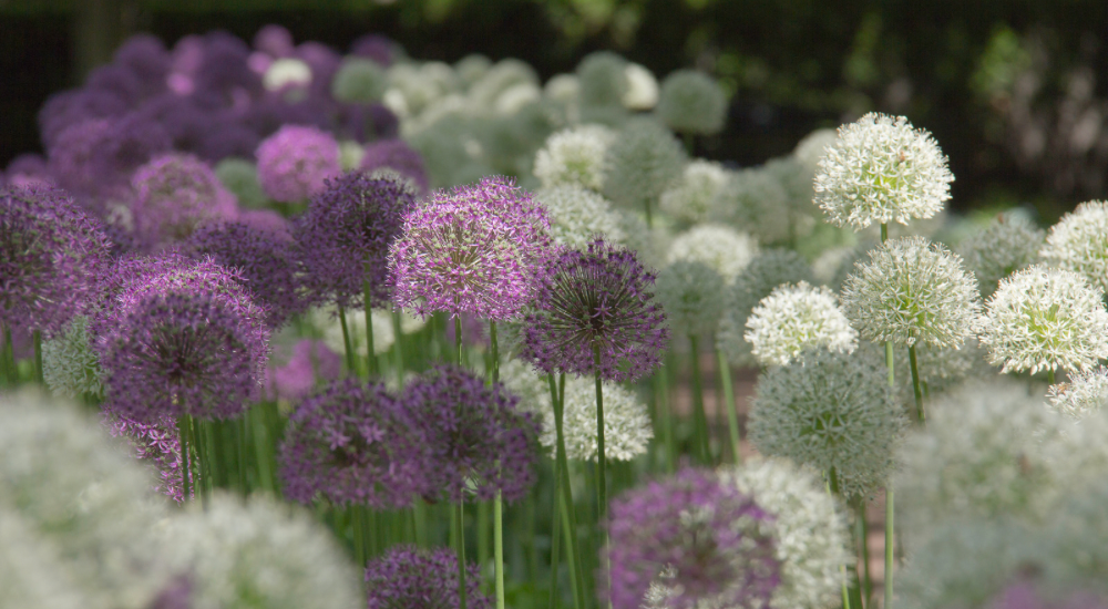 Salisbury Greenhouse-Sherwood Park-Alberta-The Best Spring Blooming Bulbs To Plant In The Fall-Alliums