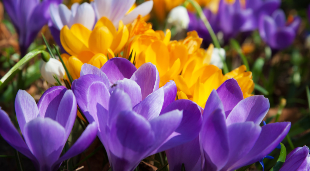 Salisbury Greenhouse-Sherwood Park-Alberta-The Best Spring Blooming Bulbs To Plant In The Fall-Crocus