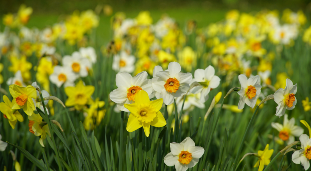 Salisbury Greenhouse-Sherwood Park-Alberta-The Best Spring Blooming Bulbs To Plant In The Fall-Daffodils