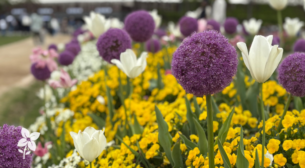 Salisbury Greenhouse-Sherwood Park-Alberta-The Best Spring Blooming Bulbs To Plant In The Fall-Hero