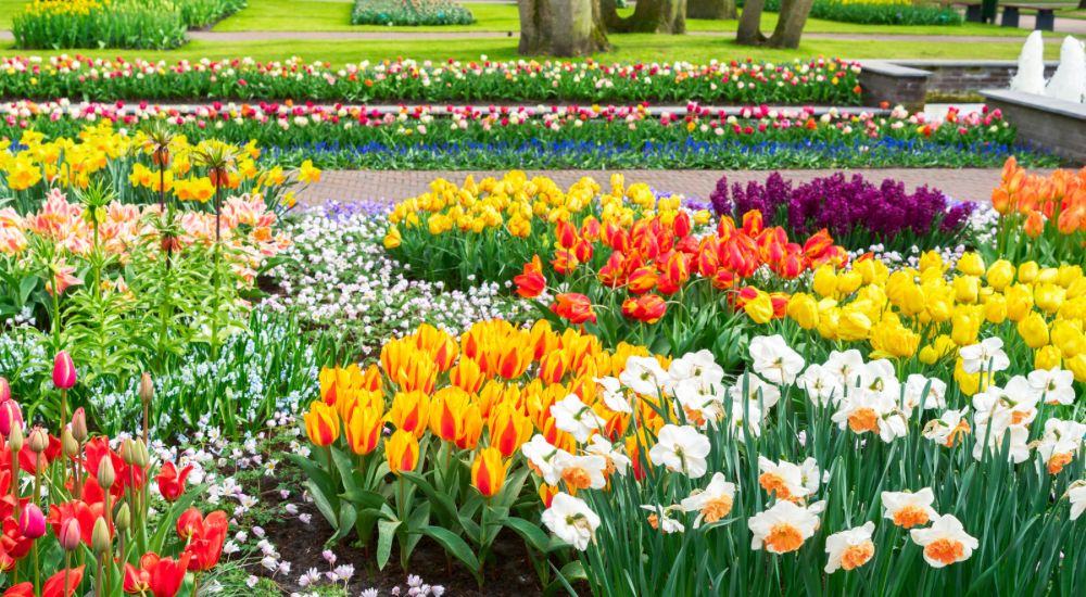 Salisbury Greenhouse-Sherwood Park-Alberta-The Best Spring Blooming Bulbs To Plant In The Fall-Layered Spring Bulbs