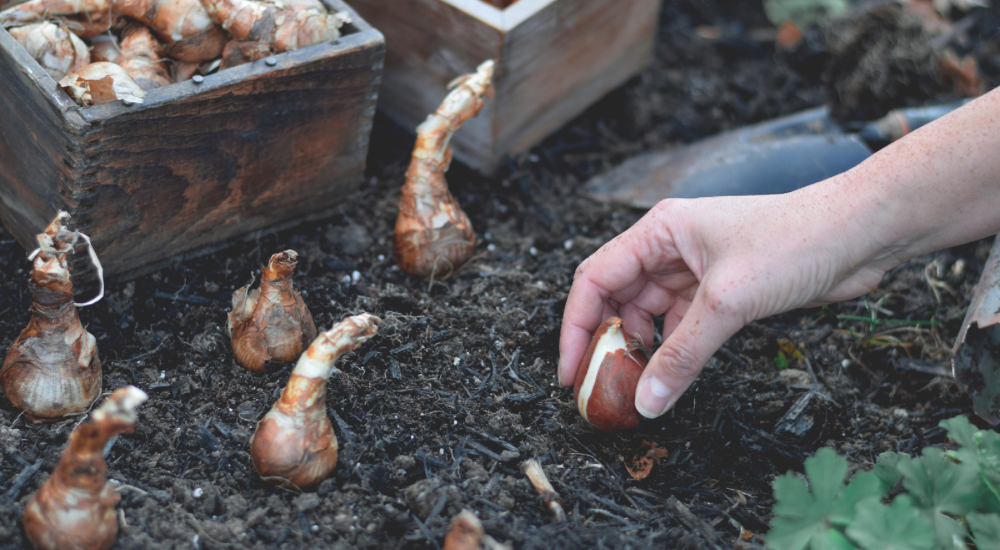 Salisbury Greenhouse-Sherwood Park-Alberta-The Best Spring Blooming Bulbs To Plant In The Fall-Planting Spring Bulbs