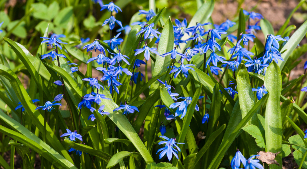 Salisbury Greenhouse-Sherwood Park-Alberta-The Best Spring Blooming Bulbs To Plant In The Fall-Scilla