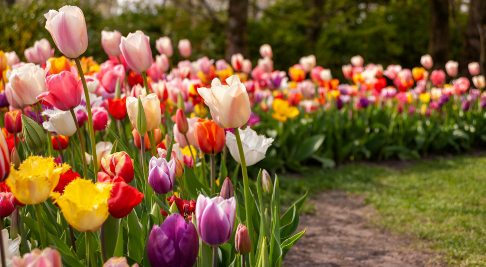 Salisbury Greenhouse-Sherwood Park-Alberta-The Best Spring Blooming Bulbs To Plant In The Fall-Tulips