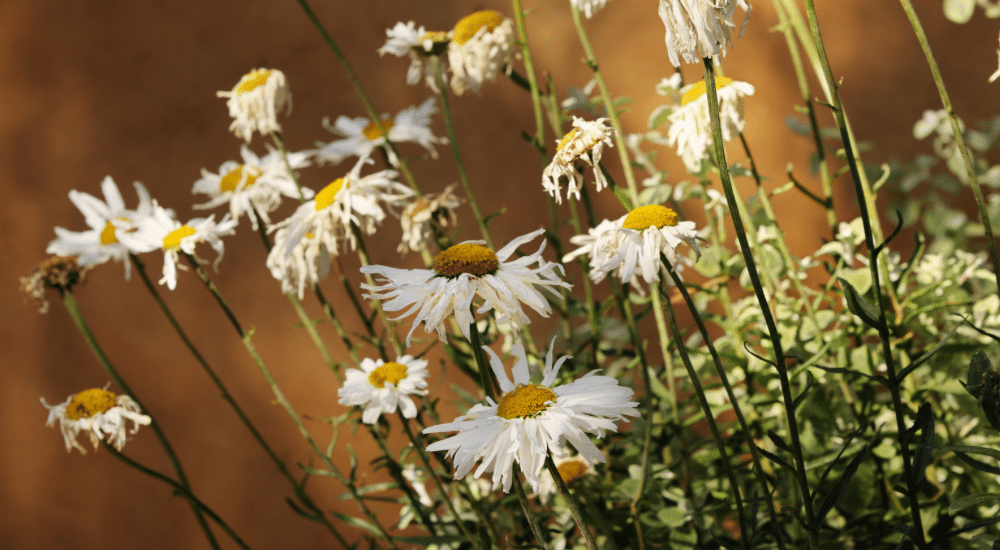 Salisbury Greenhouse-Sherwood Park-Alberta-When To Divide Your Perennials-Shasta Daisy for needing Deadheading