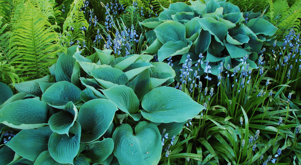 Salisbury Greenhouse-Sherwood Park-Alberta-When To Divide Your Perennials-Which Perennials Benefit from Division
