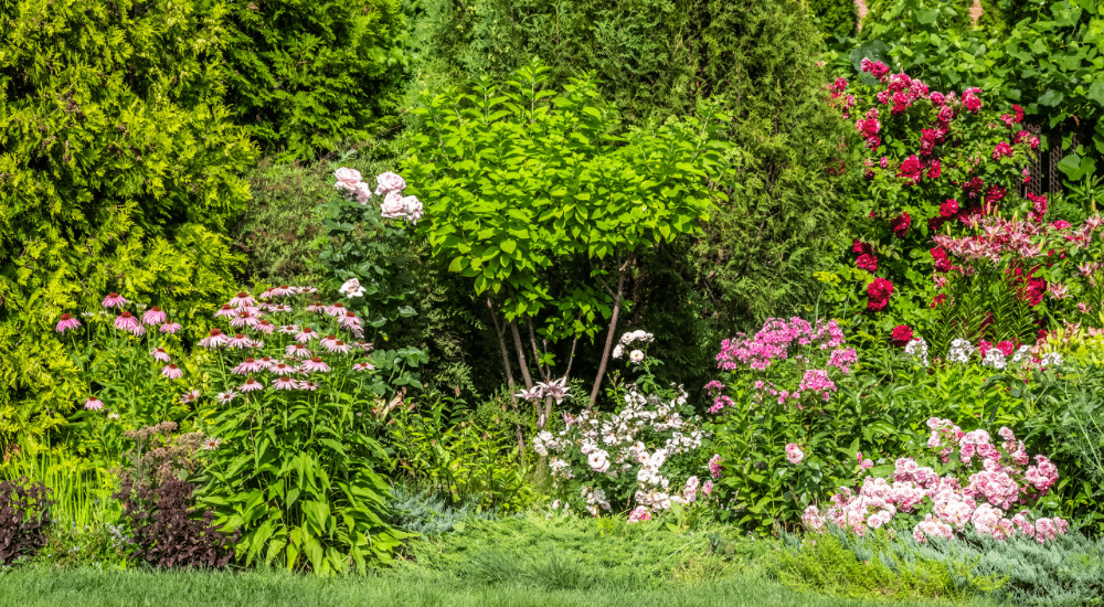 Salisbury Greenhouse-Sherwood Park-Alberta-When To Divide Your Perennials-Which Perennials that need Division