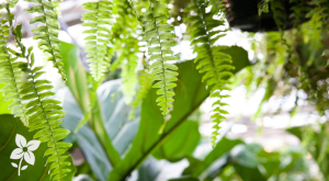 Salisbury Greenhouse-Sherwood Park-Alberta-Why You Need a Trip to the Greenhouse This Winter