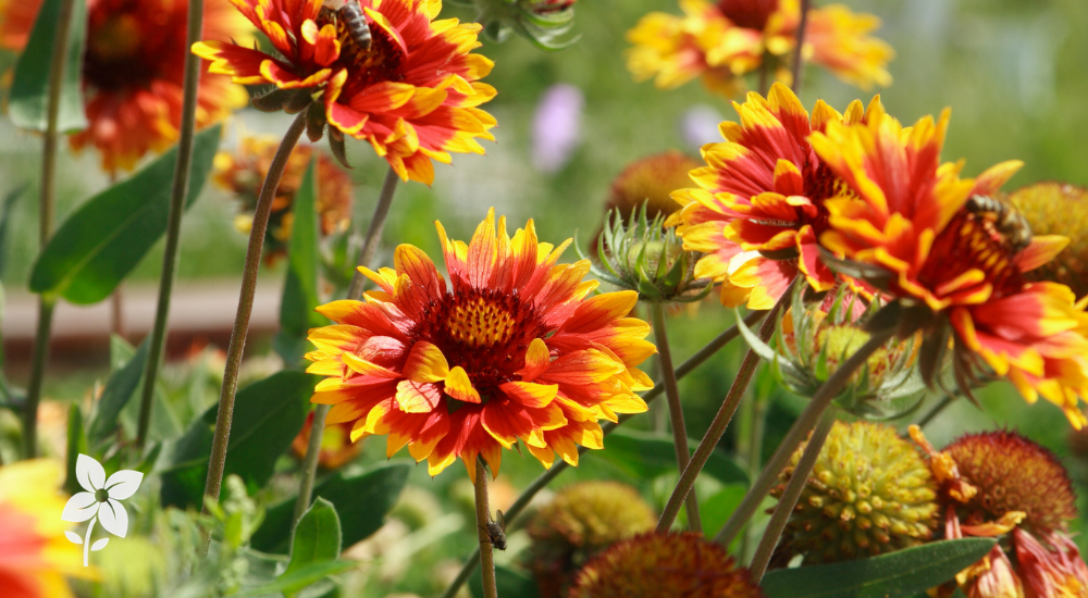 Salisbury Greenhouse-Sherwood Park-Alberta-Your Alberta Native Plant Starter Pack