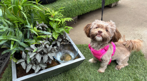 Salisbury Greenhouse-Sherwood Park-Alberta-april workshops 2026-pup planter