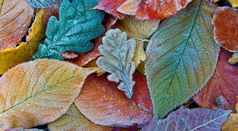 Salisbury Greenhouse-Sherwood Park-Alberta-fall gardening tasks-leaves with frost