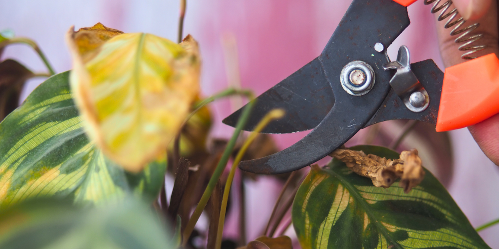 Salisbury Greenhouse - Sherwood Park-Alberta-indoor vertical gardening-pruning houseplant