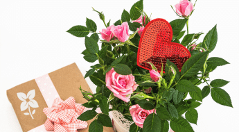 Salisbury Greenhouse-Sherwood Park-Alberta-mini gift guide for gardener