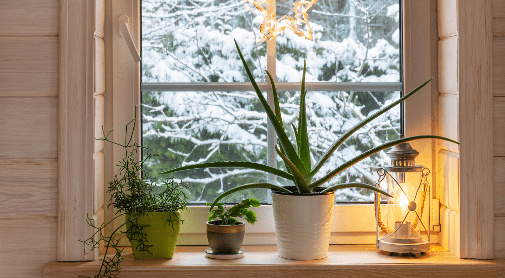 Salisbury Greenhouse-Sherwood Park-Alberta-mini gift guide for gardeners-windowsill plants