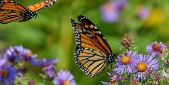 Salisbury Greenhouse-Sherwood Park-Alberta-native perennials