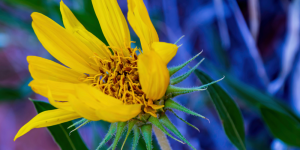 Salisbury Greenhouse-Sherwood Park-Alberta-native perennials-golden aster