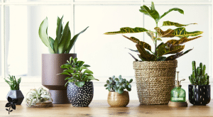 Salisbury Greenhouse-Sherwood Park-Alberta-plant pottery