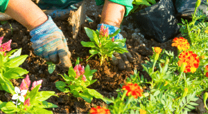 Salisbury Greenhouse-Sherwood Park-Alberta- planting annuals
