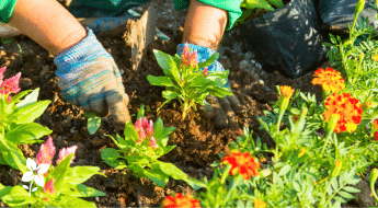 Salisbury Greenhouse-Sherwood Park-Alberta- planting annuals