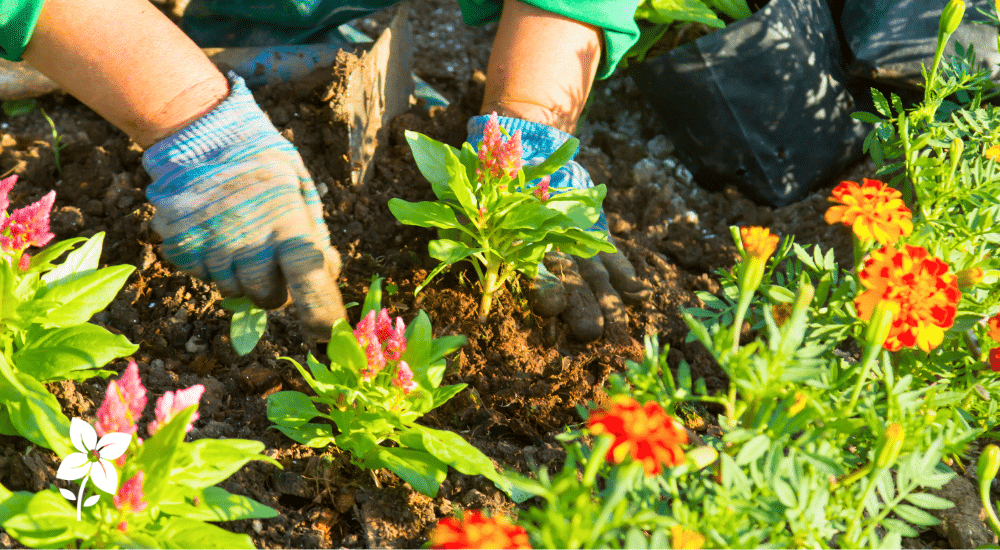 Salisbury Greenhouse-Sherwood Park-Alberta- planting annuals